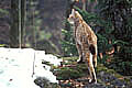  lynx,félin,forêt 